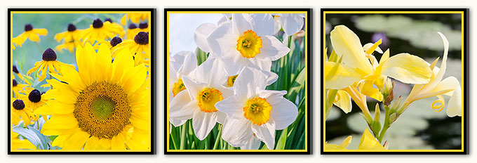01c-300 Sunflower Daffodil Lily_08-Gold