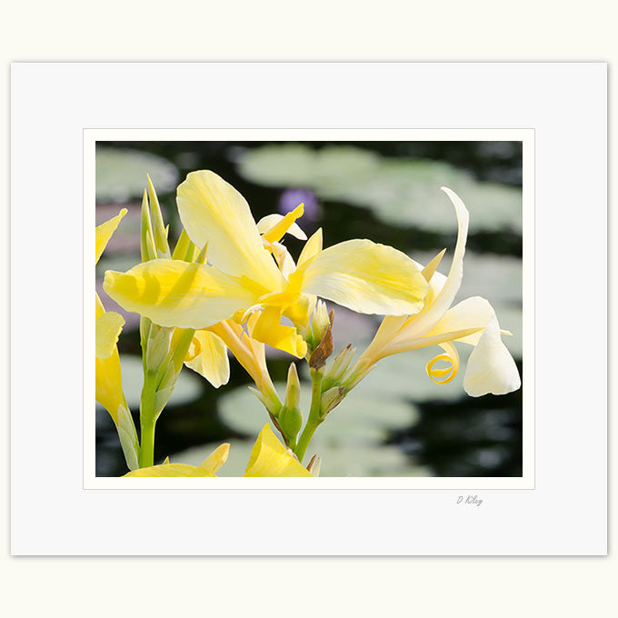 05c-245 Lily Yellow-tp