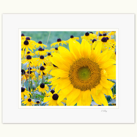 06c-259 Sunflower Bold_H-tpx