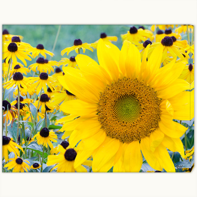 06c-259 Sunflower Bold-cwx