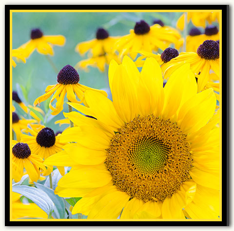 01a-259 Sunflower Bold_08-Gold