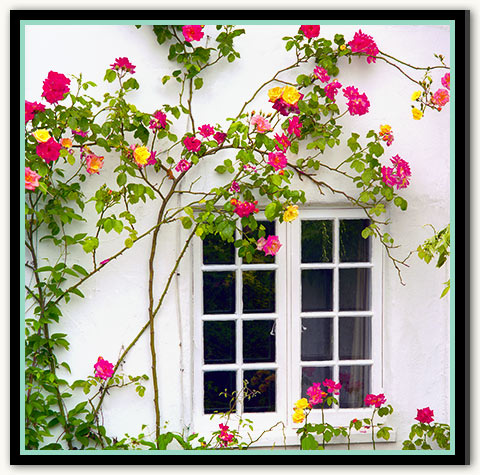 06c-439 Rose Window_03-New Mint